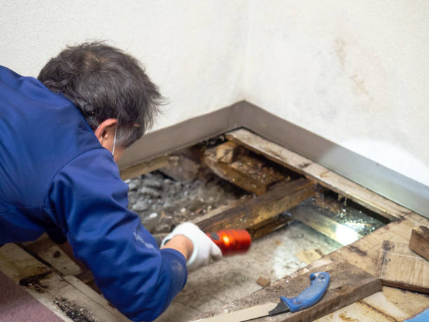 Best Black Mold Removal  in Harlowton, MT