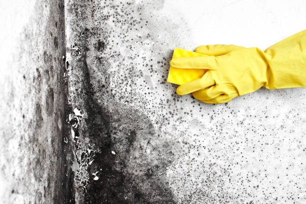 Best Same-Day Mold Removal  in Harlowton, MT