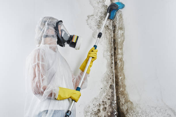 Best Mold Testing  in Harlowton, MT