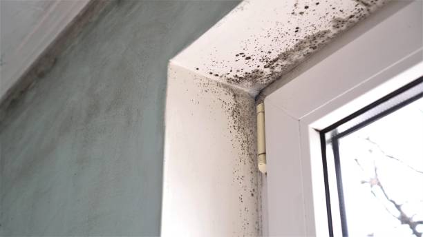 Best Mold Removal Company Near Me  in Harlowton, MT