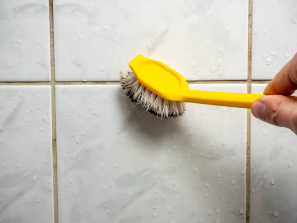 Best Mold Damage Repair  in Harlowton, MT