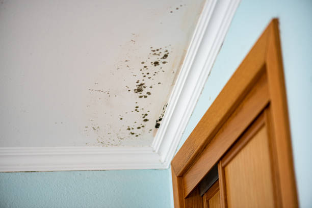 Best Office Mold Removal Services  in Harlowton, MT