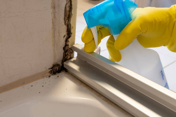 Best Residential Mold Removal  in Harlowton, MT