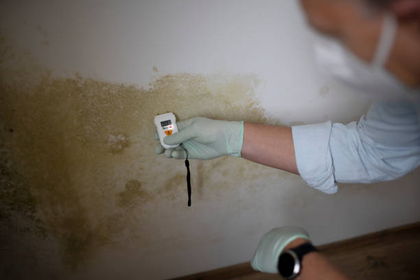 Best Mold Remediation Experts  in Harlowton, MT