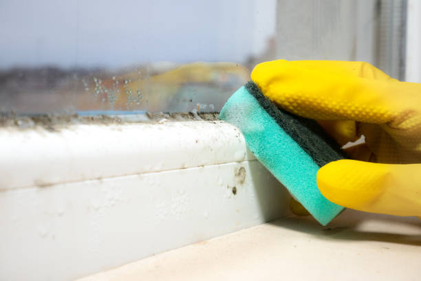 Best Mold Cleaning Services  in Harlowton, MT