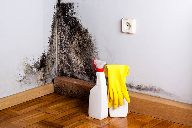 Best Water Damage Restoration  in Harlowton, MT