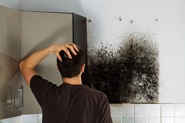 Best Best Mold Removal Companies  in Harlowton, MT