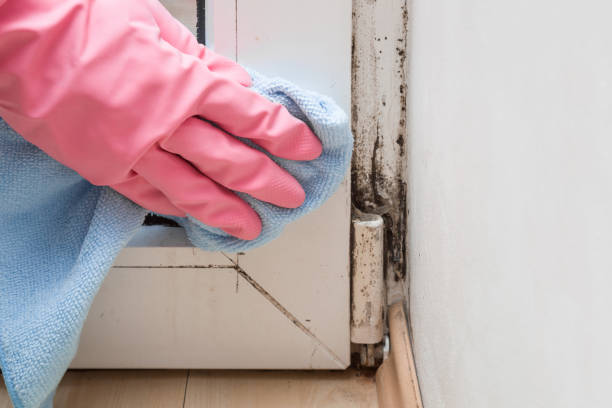 Best Mold Testing  in Harlowton, MT