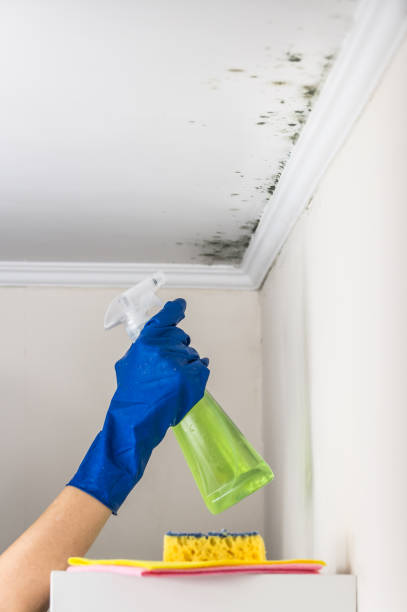 Trusted Harlowton, MT Mold Removal Experts