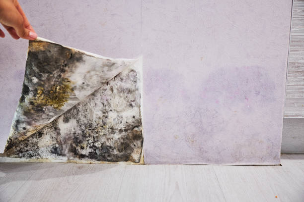 Best Professional Mold Removal  in Harlowton, MT